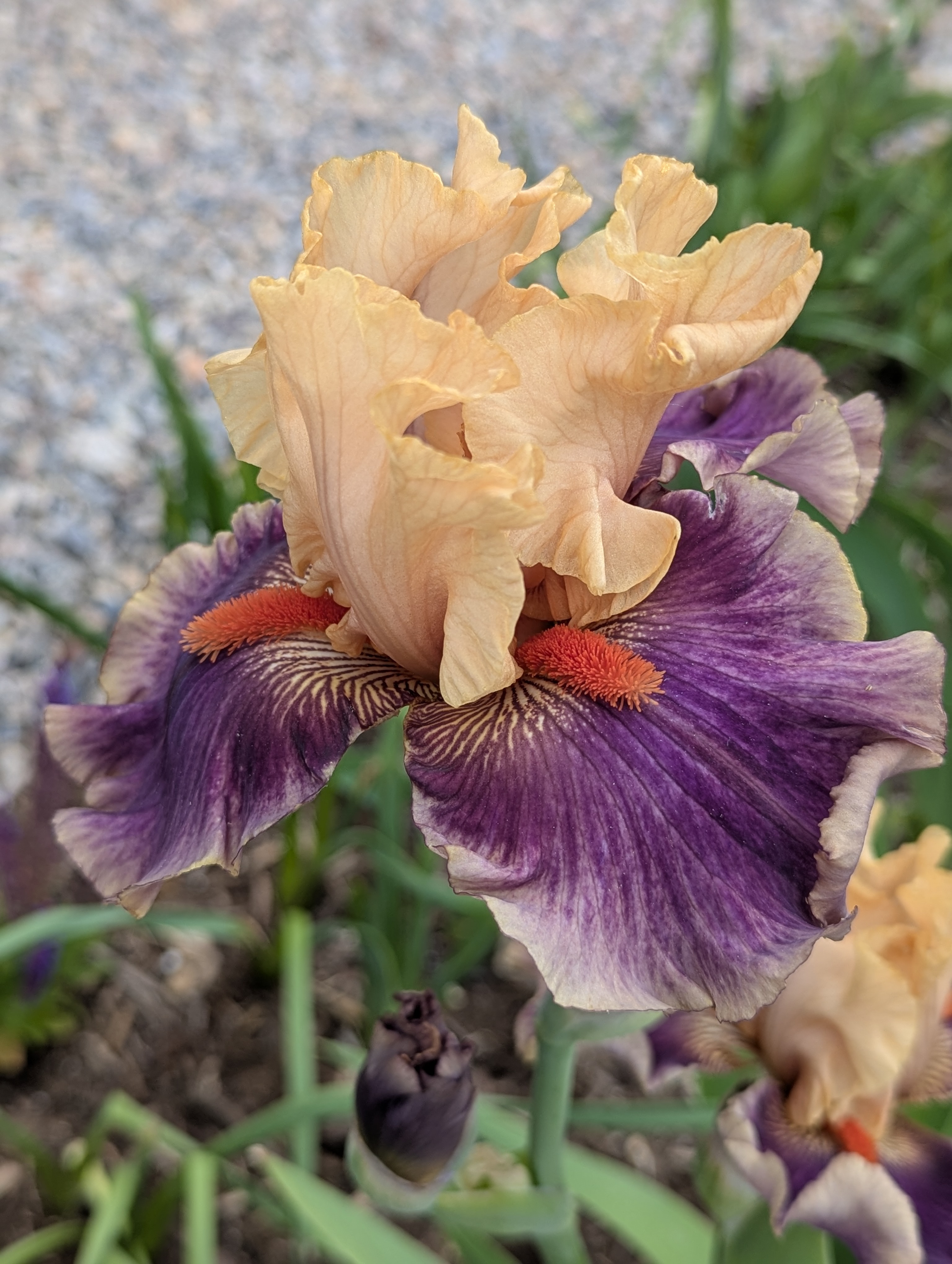 Garden, Flowers, Morrison, Colorado